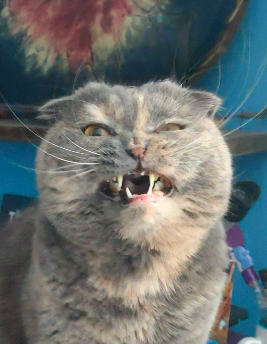 Kolmas kuva Possusta